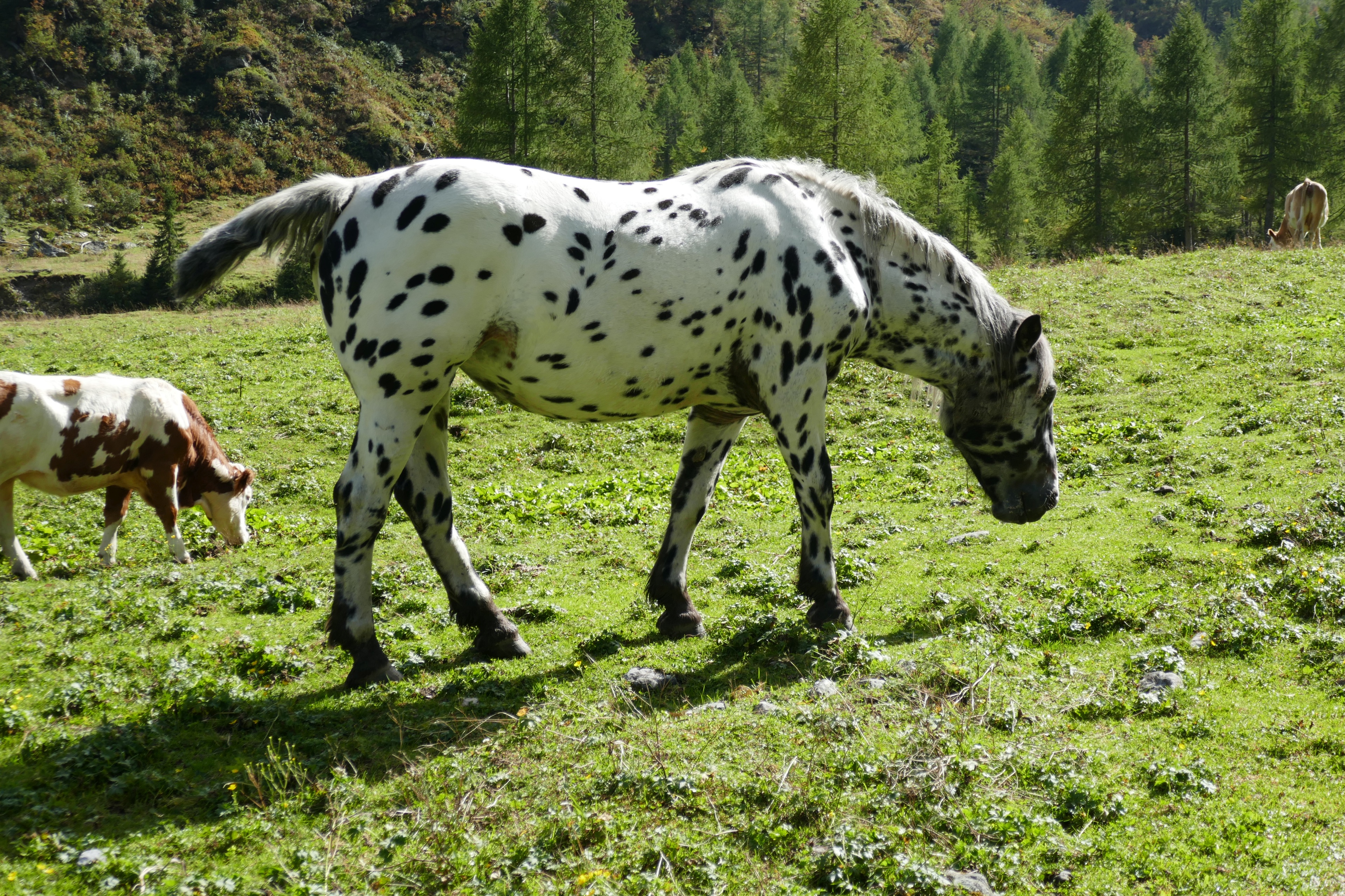 Kleiner Onkel und Rind
